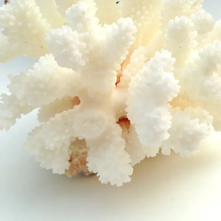 10 -12 100% Natural Coral Aquarium Decor Fish Decoration Aquarium Landscaping Ornaments Home Decoration