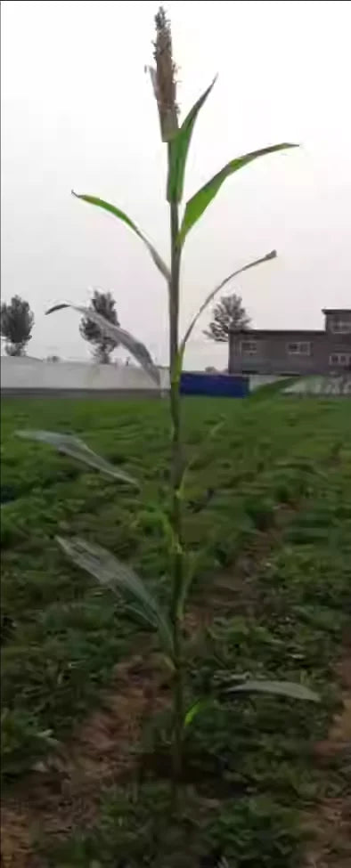 Artificial Corn Plant Plastic Fake Maize Crops Field Plants Rural Garden Decor Direct S Simulation een Plant Decorations