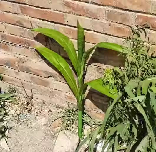 Artificial Corn Plant Plastic Fake Maize Crops Field Plants Rural Garden Decor Direct S Simulation een Plant Decorations